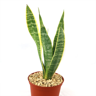 Variegated Snake Plant - Sansevieria laurentii