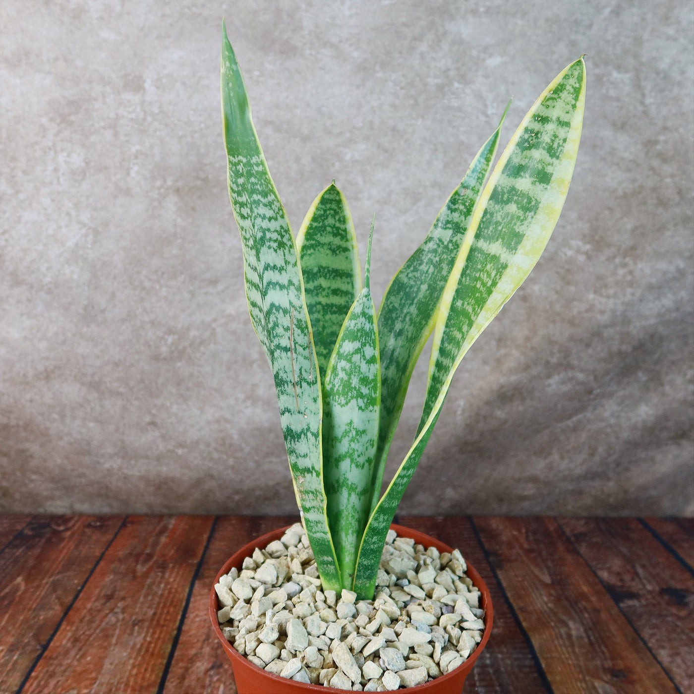 Variegated Snake Plant - Sansevieria laurentii