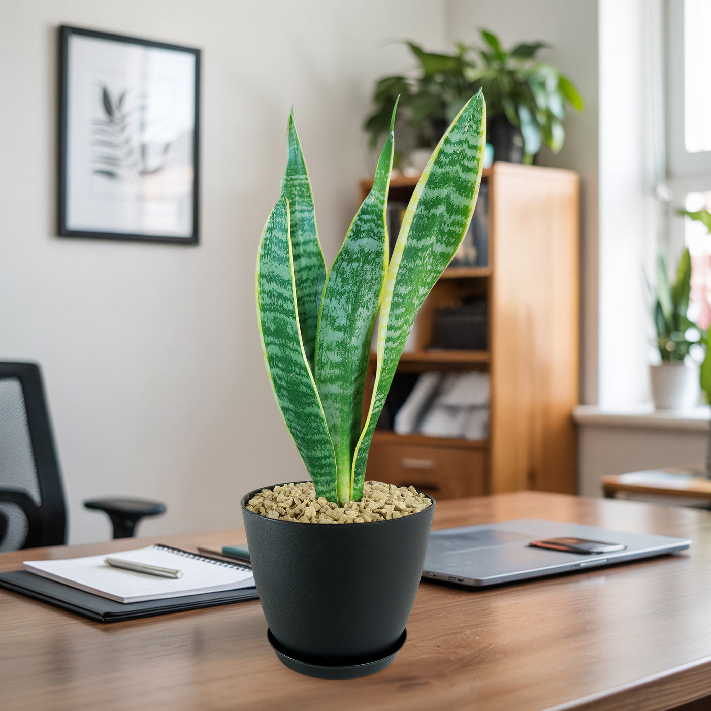 Shop 'Sansevieria laurentii - Variegated Snake Plant' - Care and