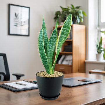 Shop 'Sansevieria laurentii - Variegated Snake Plant' - Care and