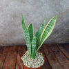 Variegated Snake Plant - Sansevieria laurentii