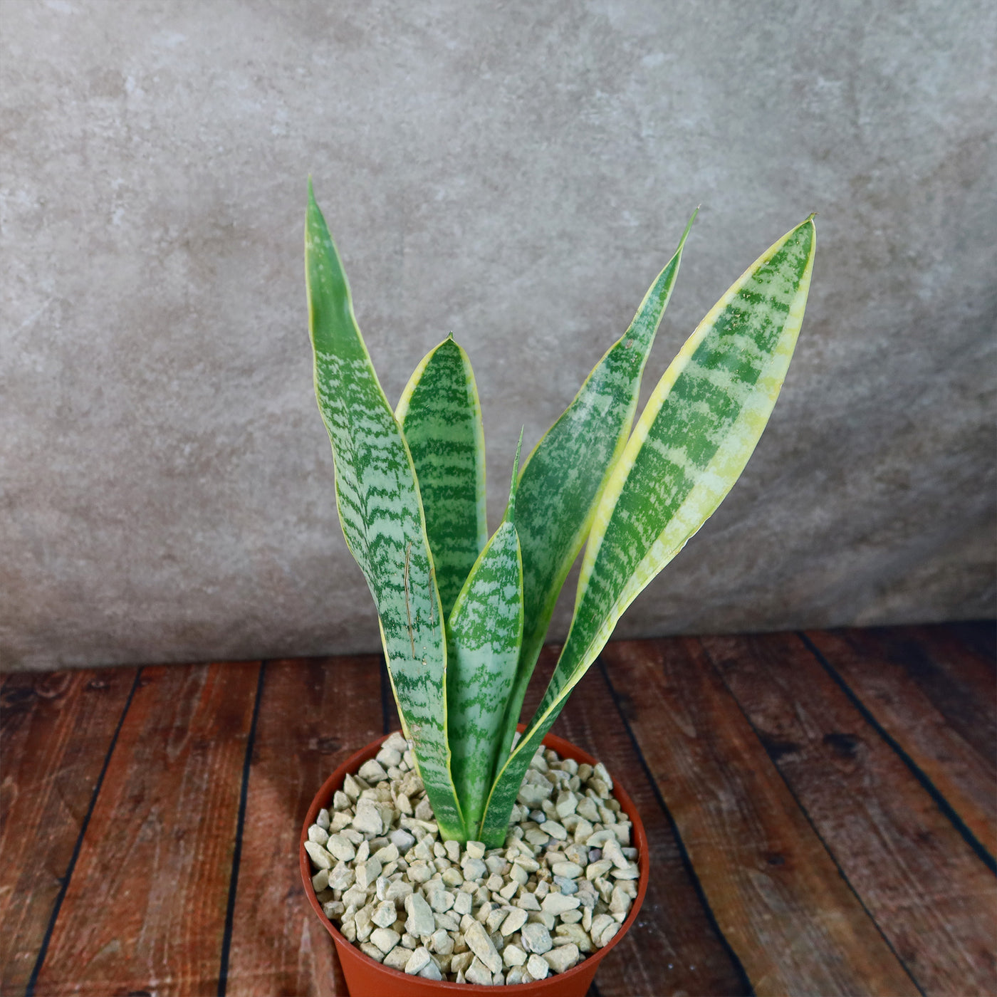 snake plant with white stripes Shop 'Sansevieria laurentii - Variegated Snake Plant' - Care and Info