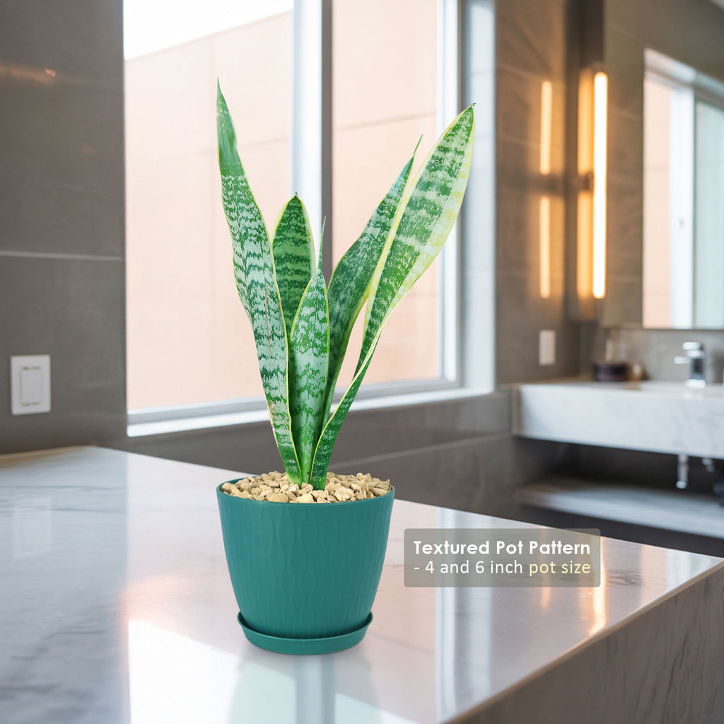 Variegated Snake Plant - Sansevieria laurentii