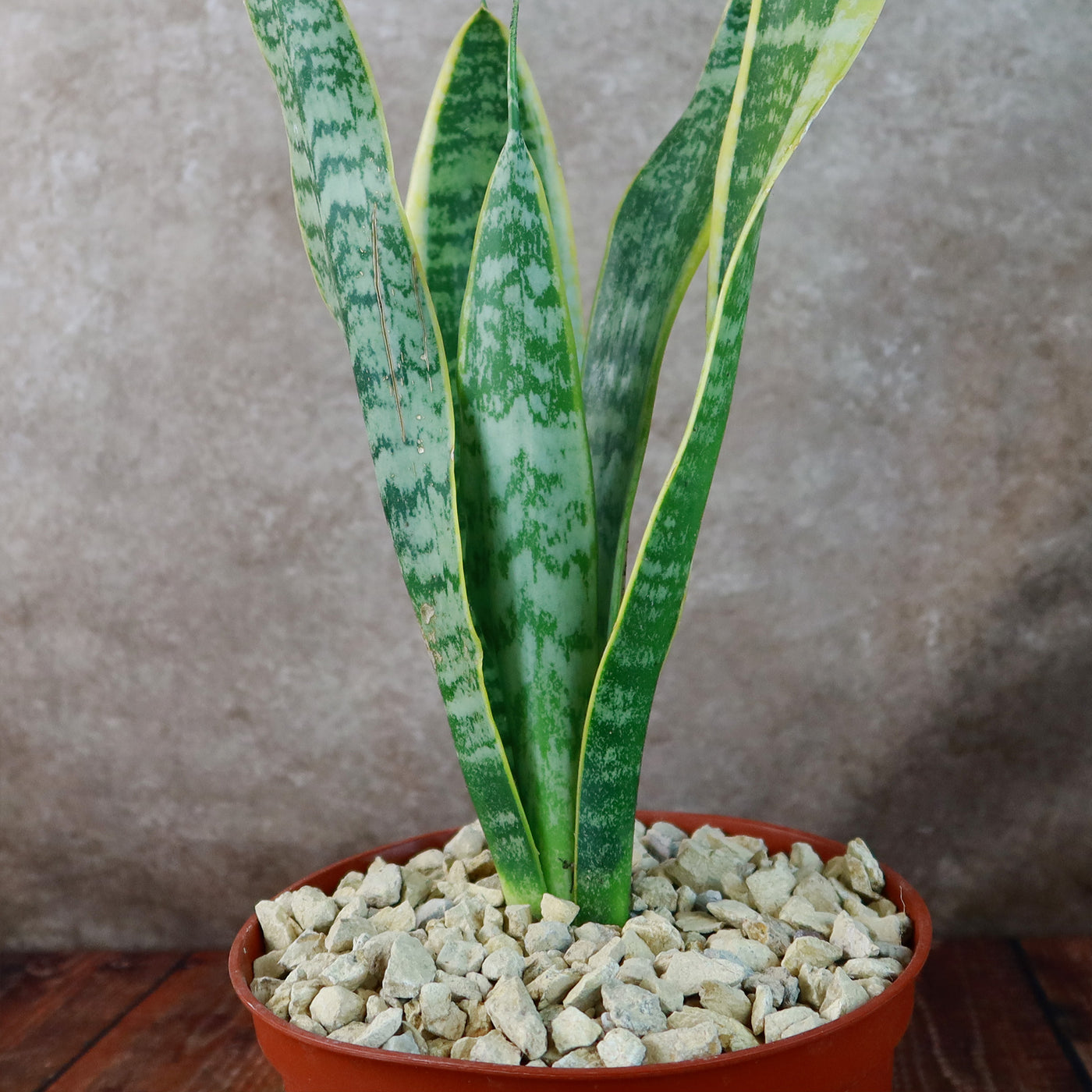 Variegated Snake Plant - Sansevieria laurentii