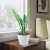 Variegated Snake Plant - Sansevieria laurentii