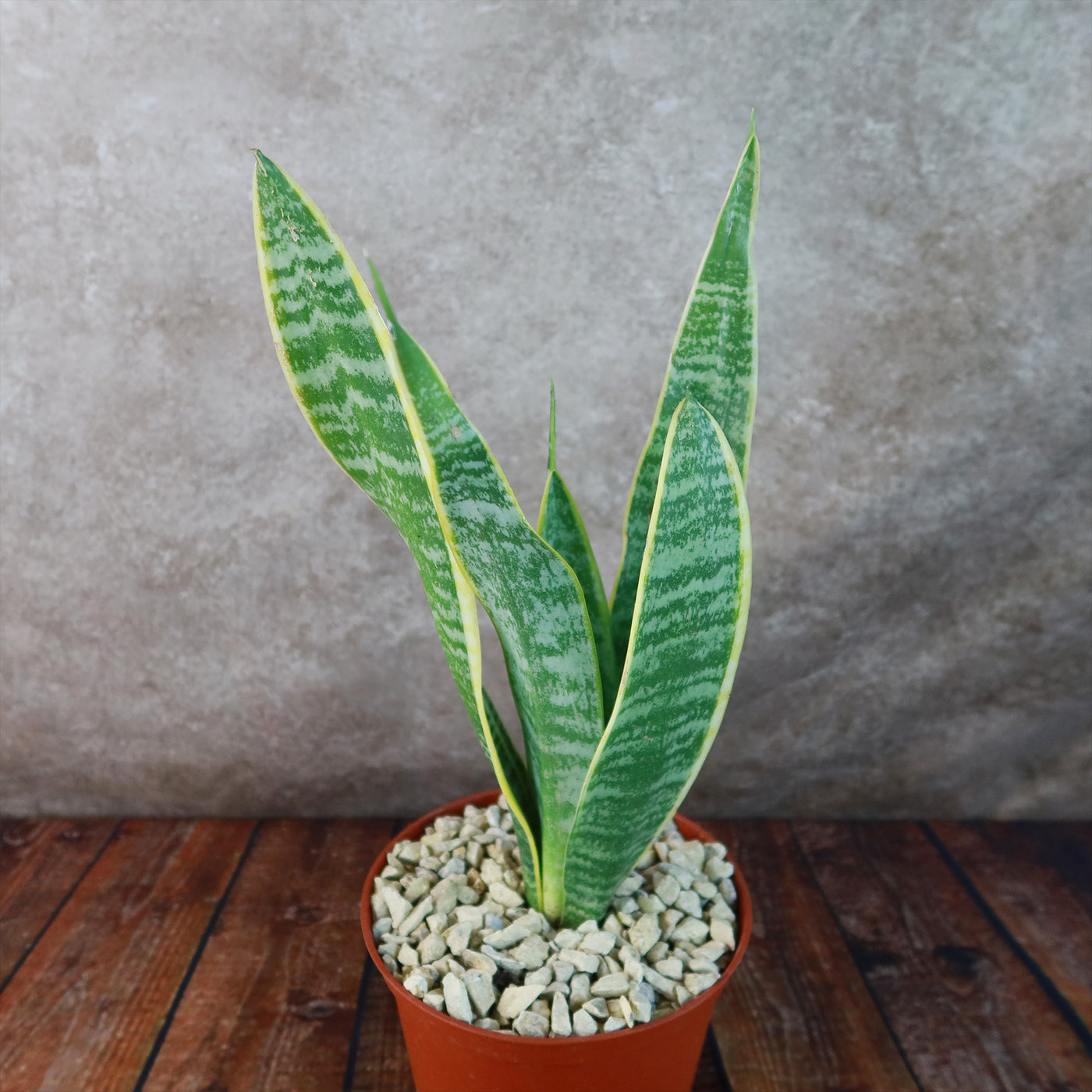 snake plant is floppy Shop 'Sansevieria laurentii - Variegated Snake Plant' - Care and Info