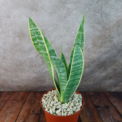 Variegated Snake Plant - Sansevieria laurentii