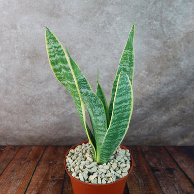 snake plant with yellow edges Shop 'Sansevieria laurentii - Variegated Snake Plant' - Care and Info
