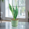 Variegated Snake Plant - Sansevieria laurentii