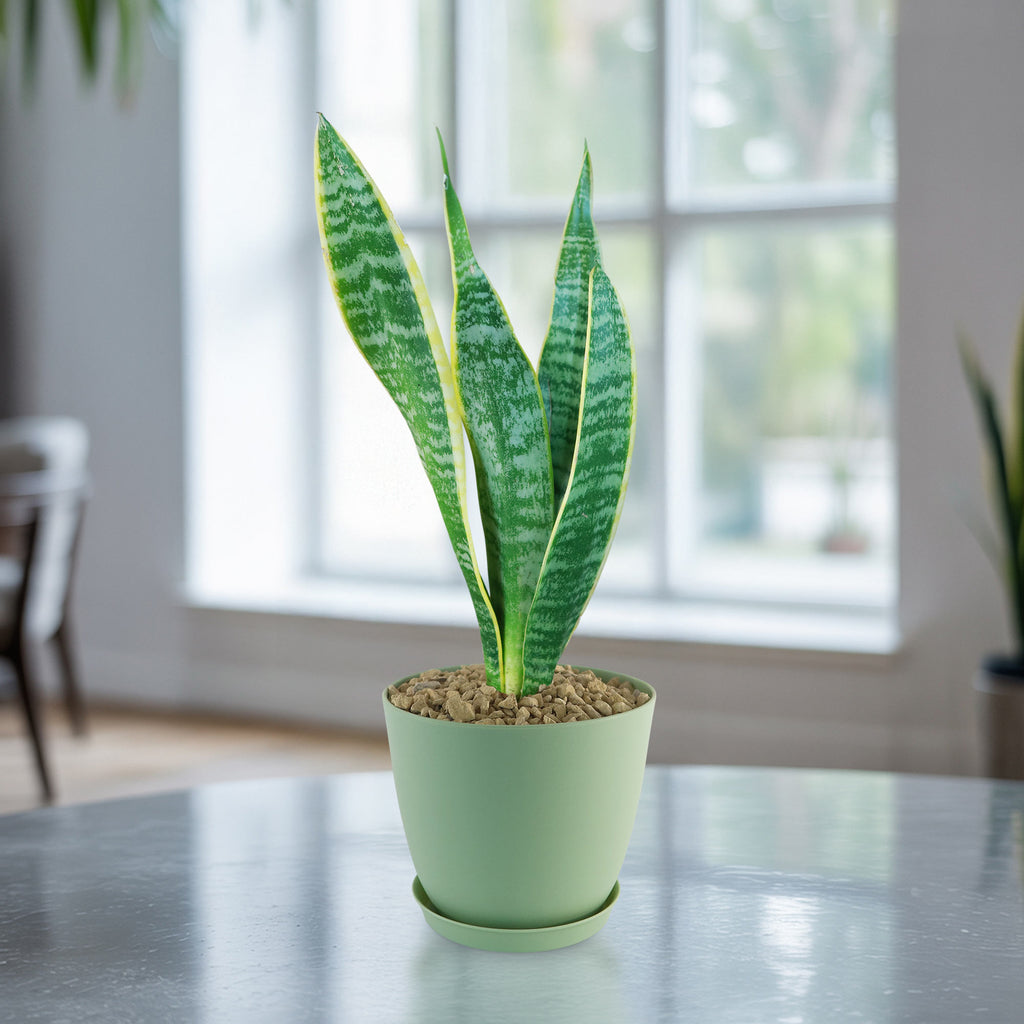 Variegated Snake Plant - Sansevieria laurentii