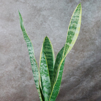 sansevieria with white edges Shop 'Sansevieria laurentii - Variegated Snake Plant' - Care and Info
