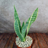 Variegated Snake Plant - Sansevieria laurentii