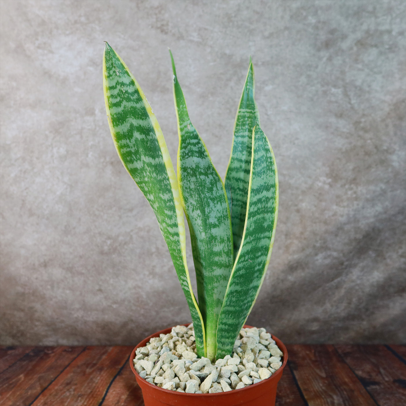 Variegated Snake Plant - Sansevieria laurentii