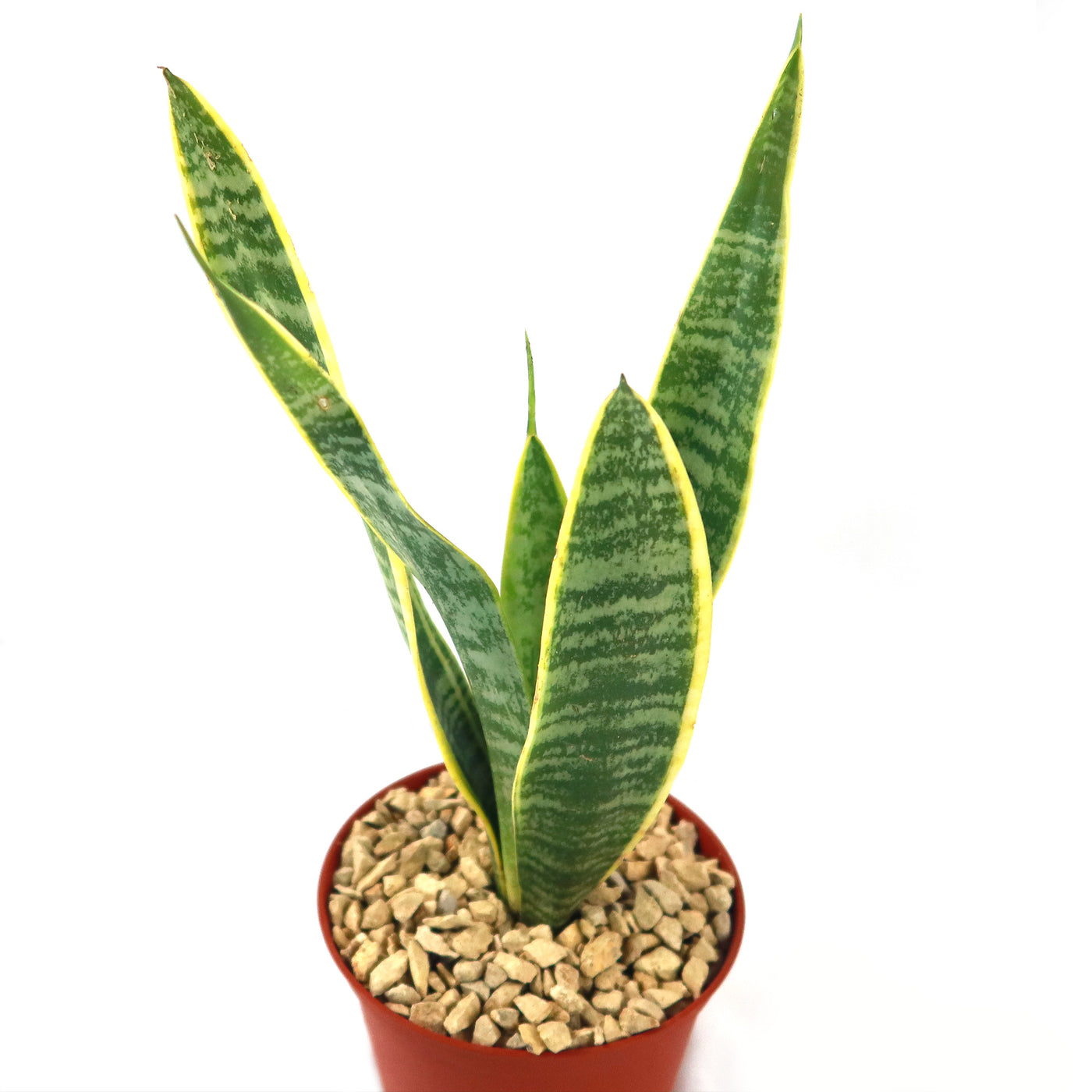 Variegated Snake Plant - Sansevieria laurentii