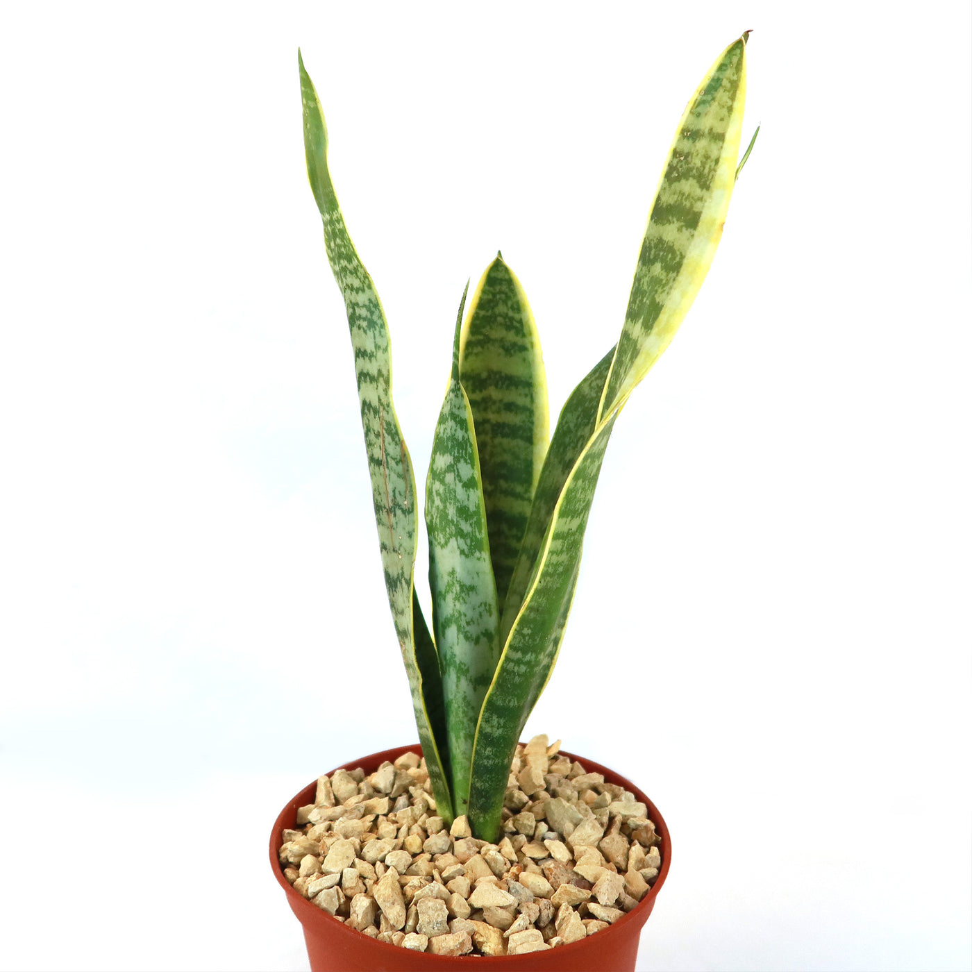 brown snake plant Variegated Snake Plant