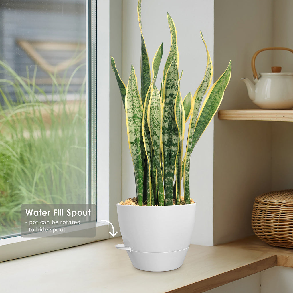 Variegated Snake Plant - Sansevieria laurentii