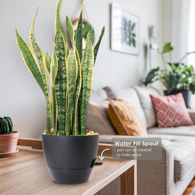 Variegated Snake Plant - Sansevieria laurentii