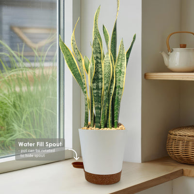 Variegated Snake Plant - Sansevieria laurentii
