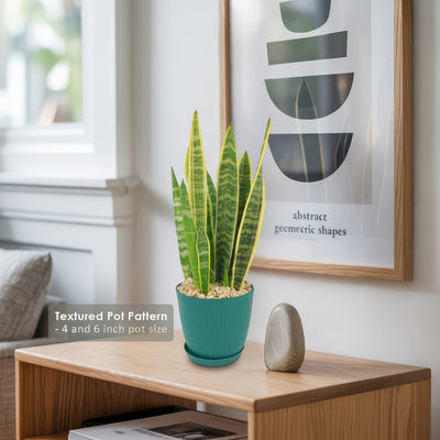 Variegated Snake Plant - Sansevieria laurentii