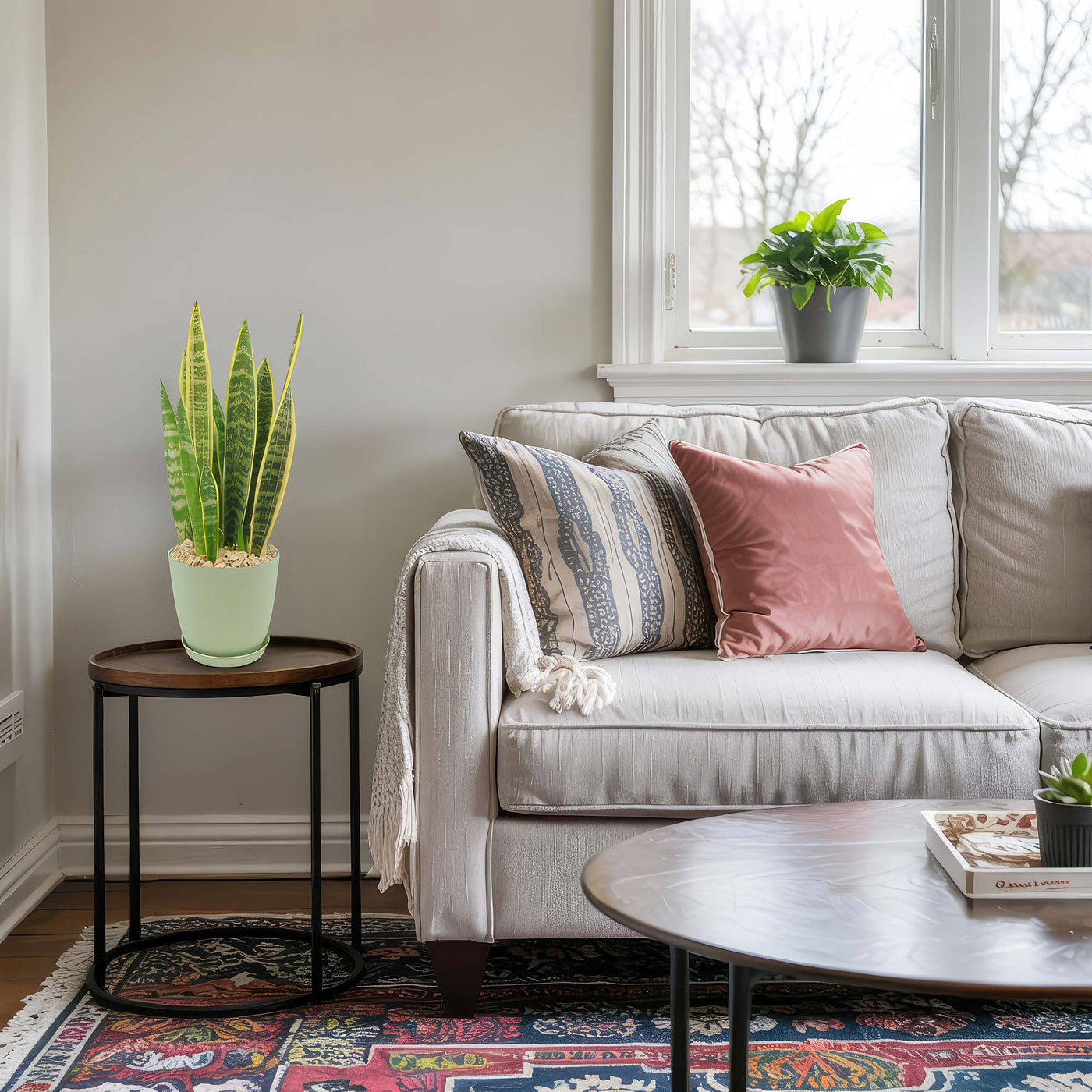 Variegated Snake Plant - Sansevieria laurentii