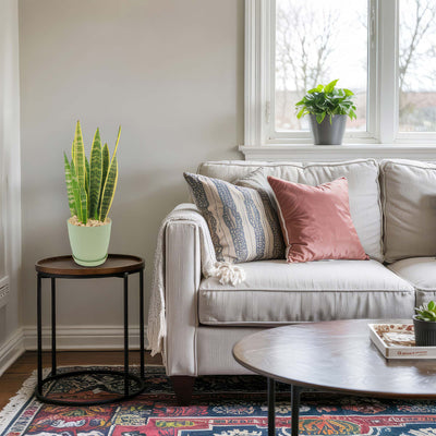 Variegated Snake Plant - Sansevieria laurentii