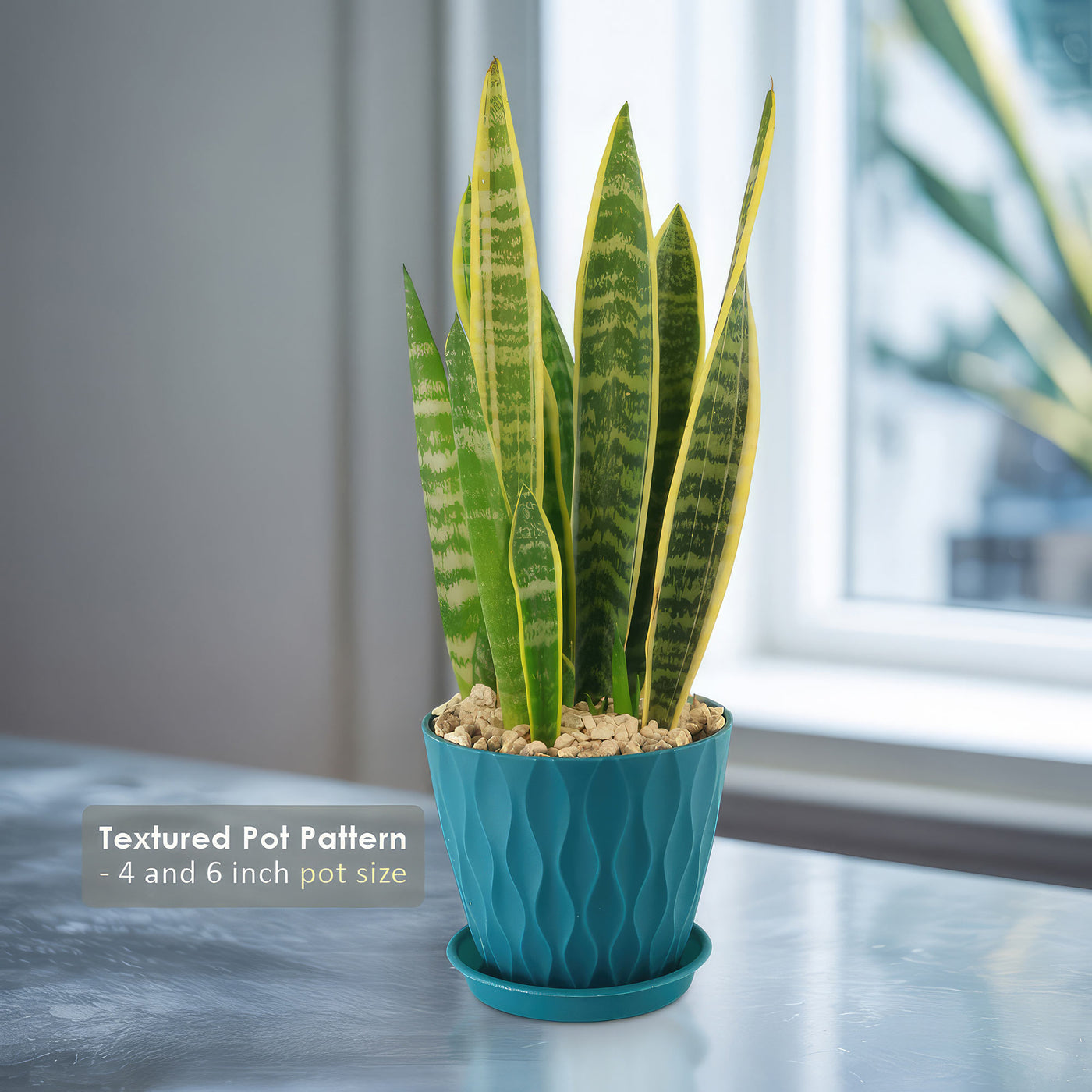 Variegated Snake Plant - Sansevieria laurentii