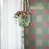 Variegated String of Hearts &