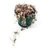 Variegated String of Hearts &