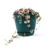 Variegated String of Hearts &