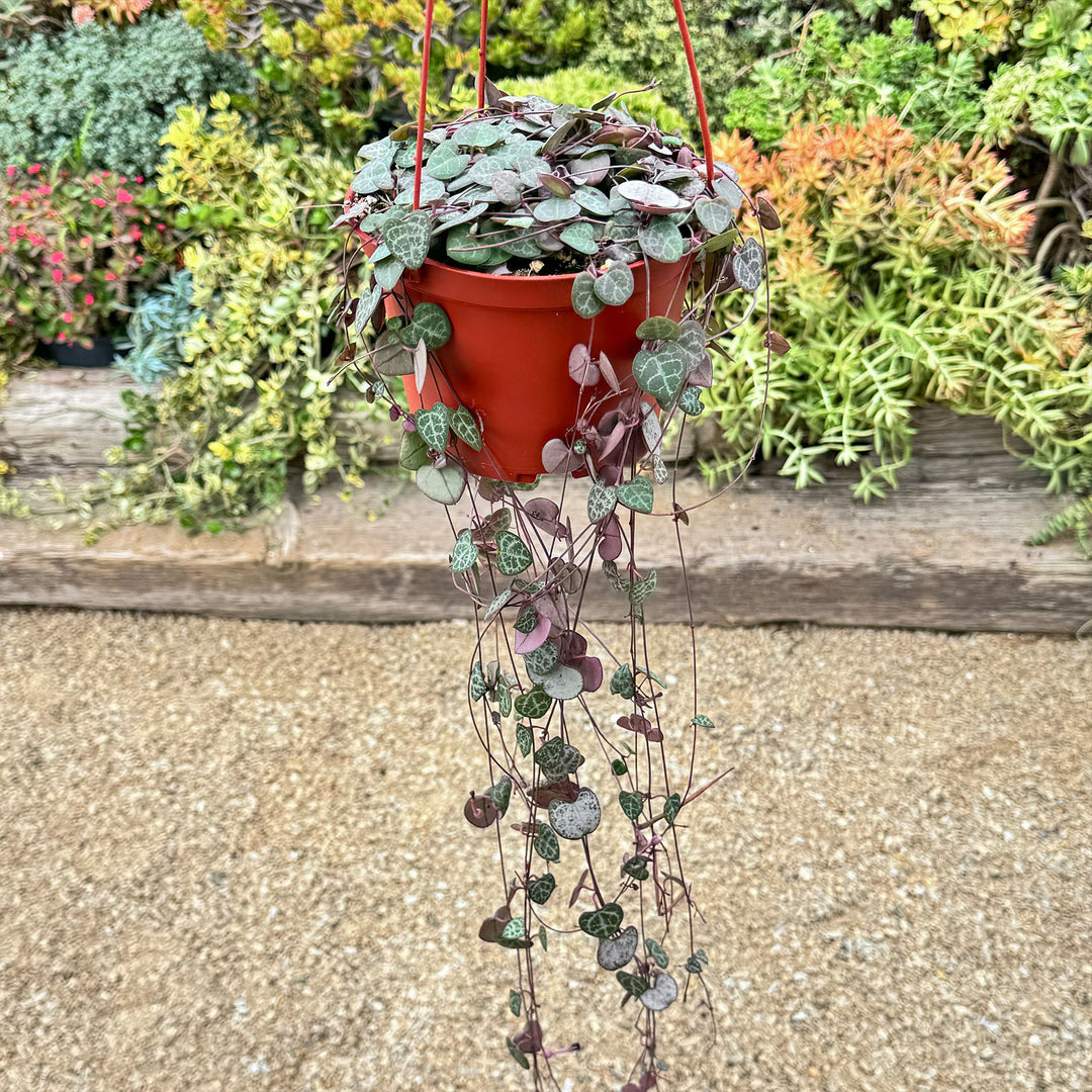 8” pot LONG String of Hearts buy Ceropegia Woodii