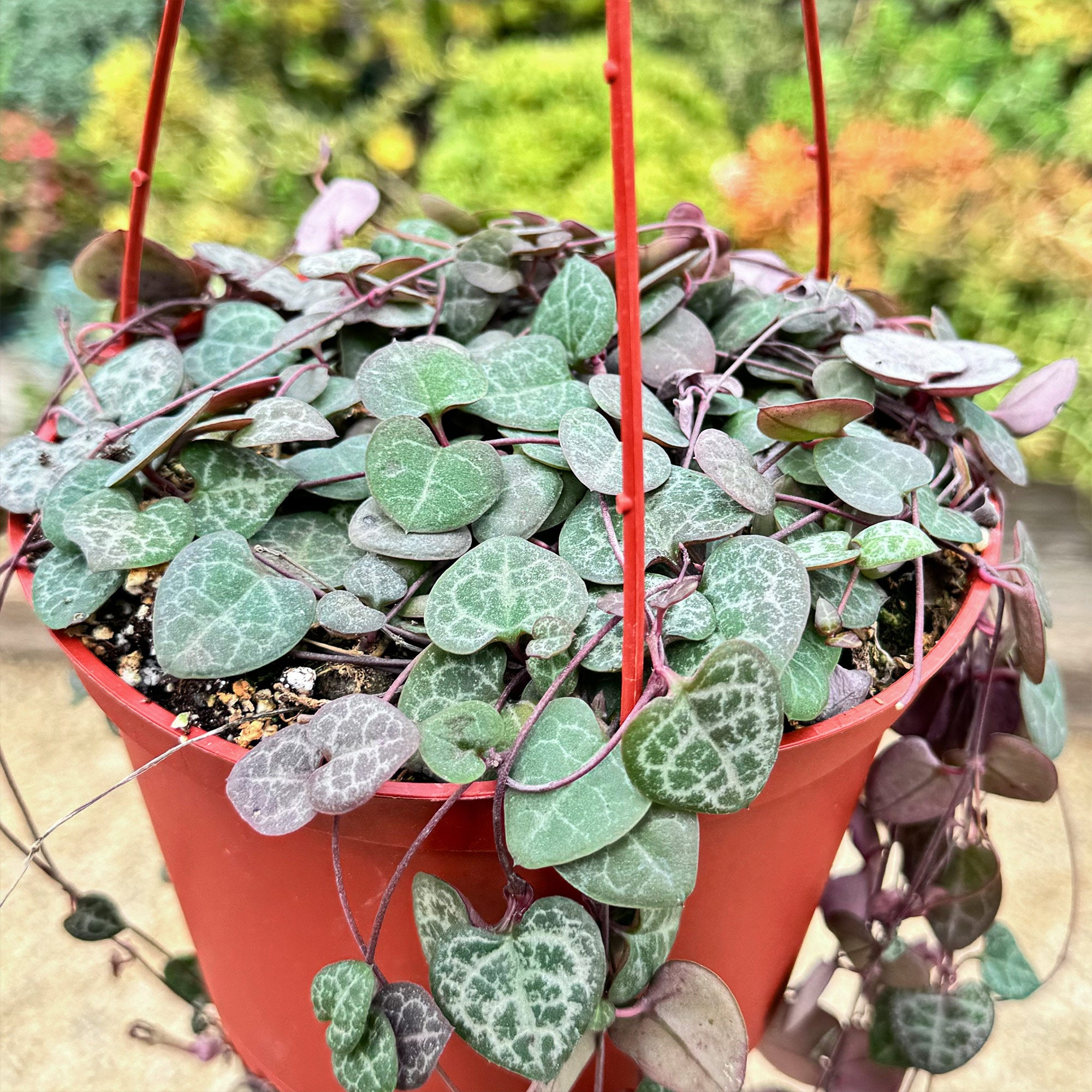 String of Hearts Plant – Ceropegia woodii