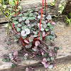 String of Hearts Plant – Ceropegia woodii