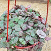 String of Hearts Plant – Ceropegia woodii