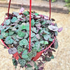 String of Hearts Plant – Ceropegia woodii