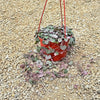 String of Hearts Plant – Ceropegia woodii