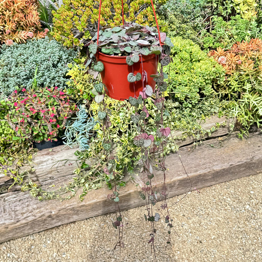 String of Hearts Plant – Ceropegia woodii