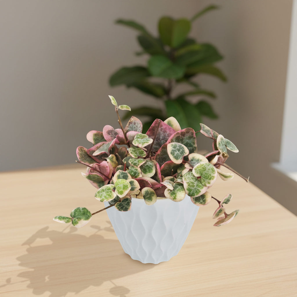 patrol_placeholder_a6ead9acc5af34cb22c78a05ed144ef7