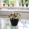 A small potted Variegated String of Hearts with pink and green heart-shaped leaves on a marble counter, other plants behind.