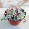 Variegated String of Hearts &