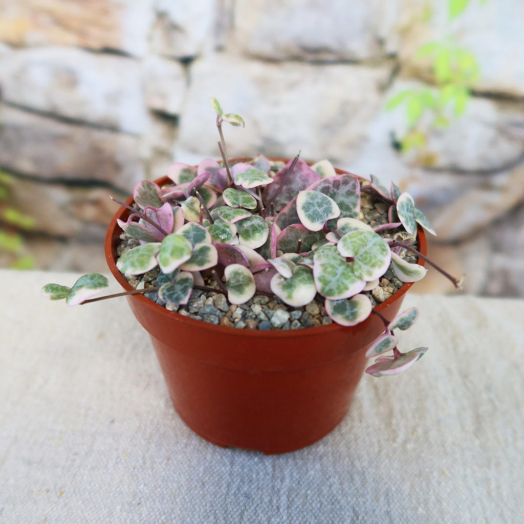 patrol_placeholder_a6ead9acc5af34cb22c78a05ed144ef7