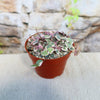 A Variegated String of Hearts, a trailing succulent with heart-shaped green and pink leaves, in its pot on a light surface by a stone wall.