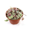 Small variegated String of Hearts with green, white, and pink heart-shaped leaves in rocky soil in a brown plastic pot on white background.