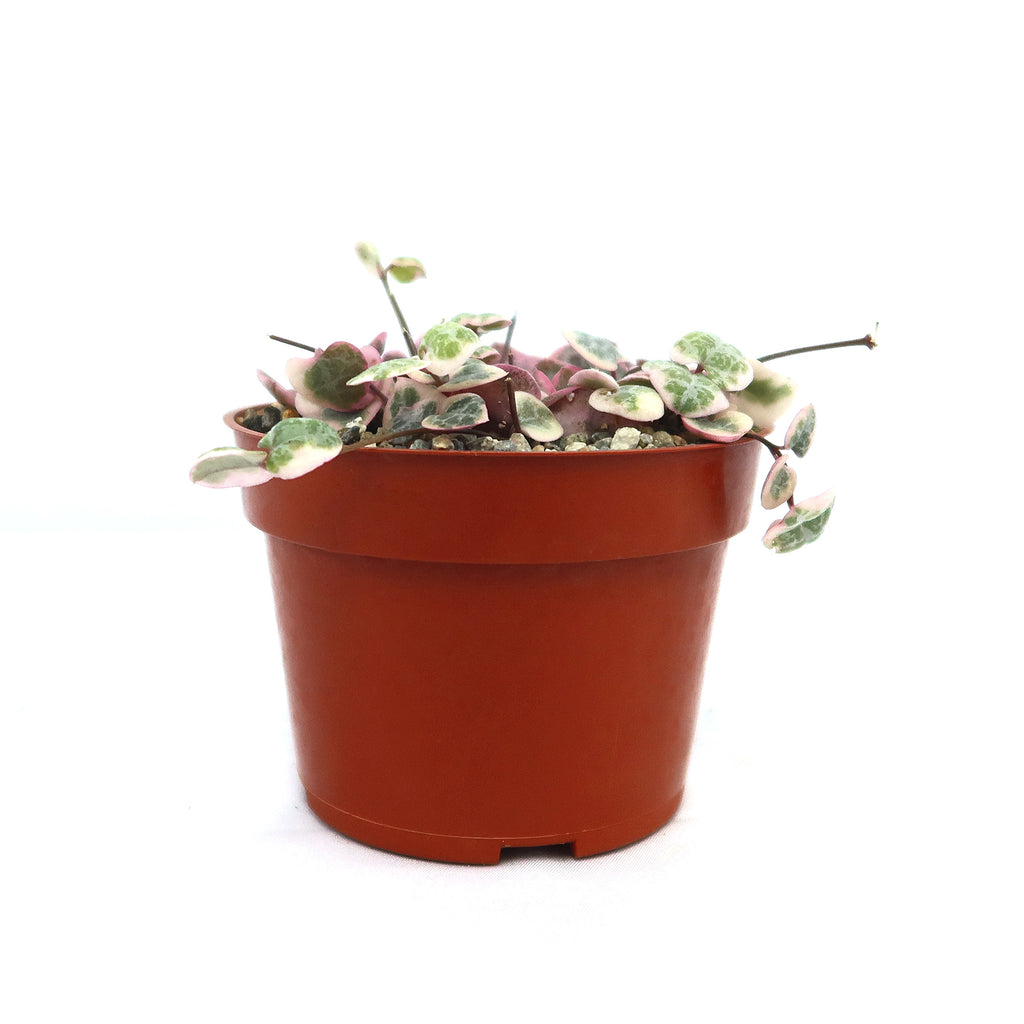 patrol_placeholder_a6ead9acc5af34cb22c78a05ed144ef7