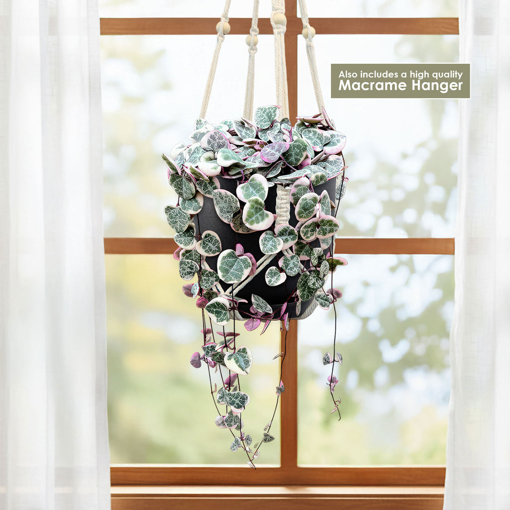 Variegated String of Hearts &