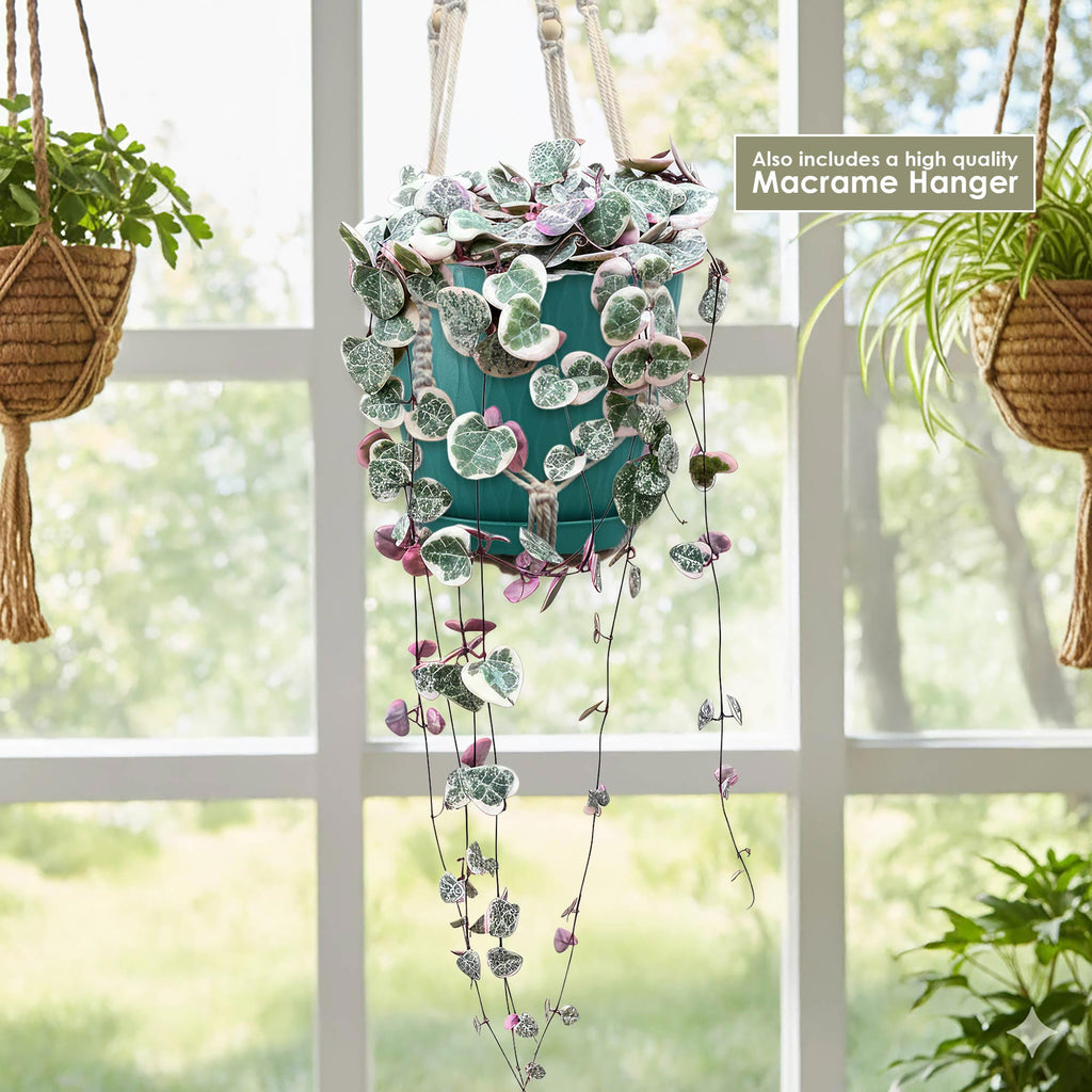 Variegated string of hearts in a teal pot with macrame hanger against a window background