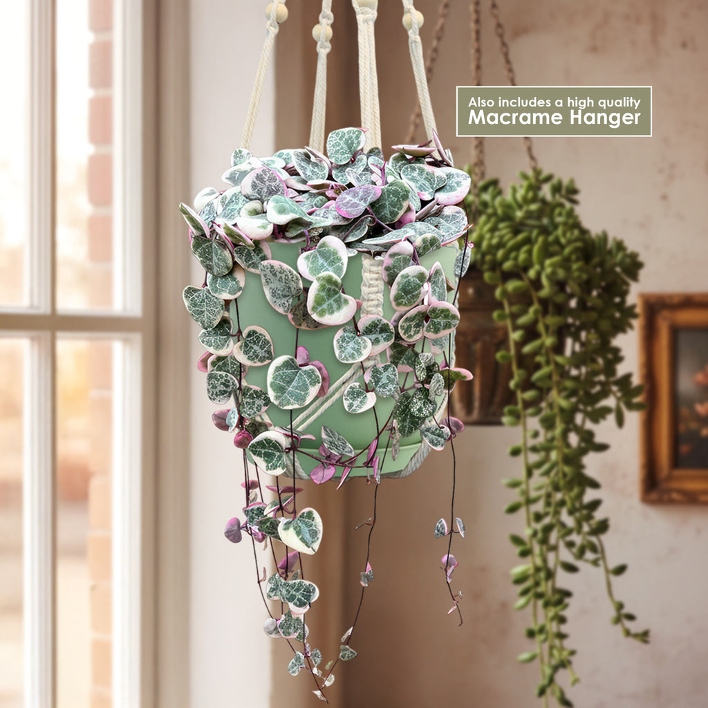 Variegated string of hearts in a light green pot and macrame hanger against a window background