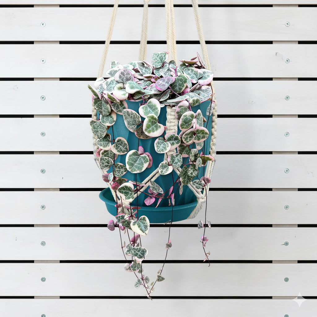 Variegated String of Hearts &