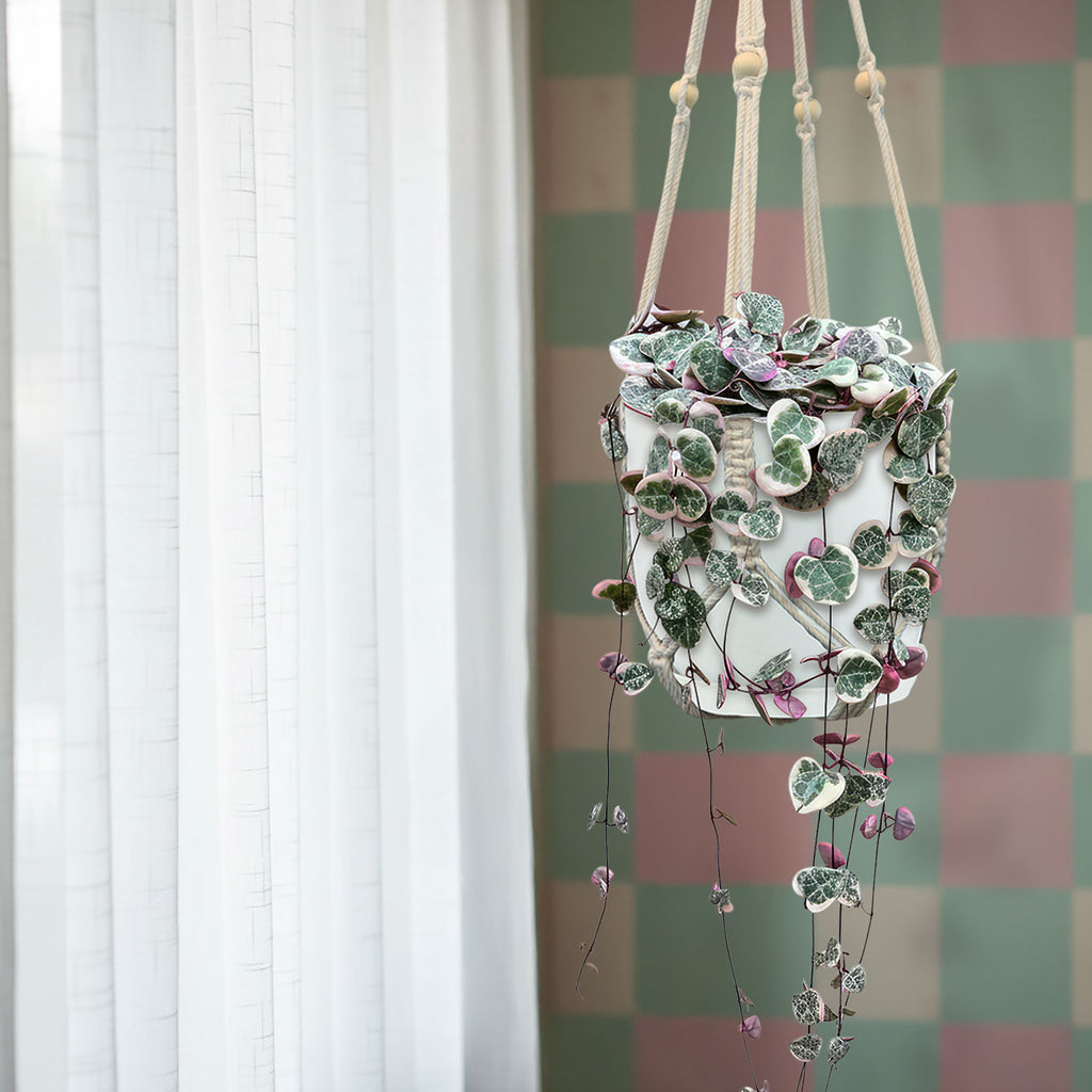 Variegated String of Hearts &