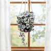Variegated String of Hearts &