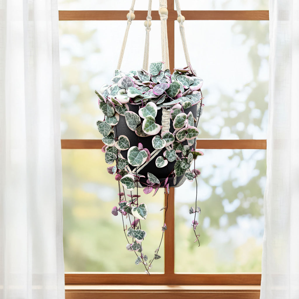 Variegated String of Hearts &